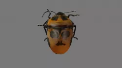 Scutellerid(?) (shield-backed bug)