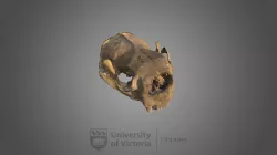 Sea Otter Skull