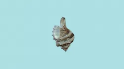 Sea Shell