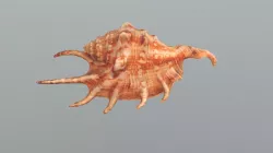 Sea Shell Spider Conch