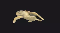 Sea turtle