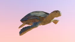 Sea Turtle