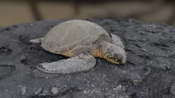 Sea Turtle (optimized)