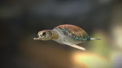 Sea turtle
