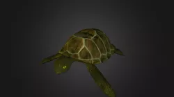 Sea Turtle