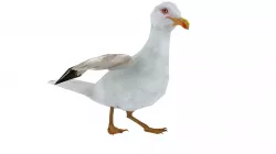 Seagull