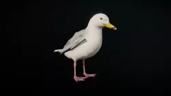 SEAGULL ANIMATIONS