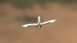 Seek Eagle