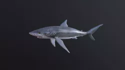 Shark 2