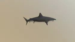 Shark