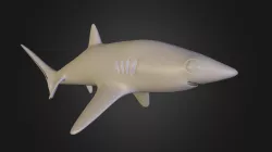 Shark