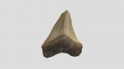 Shark Tooth
