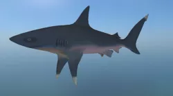 shark