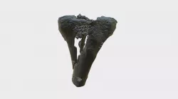 Shattered Tibia