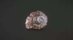 Shell