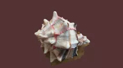 Shell