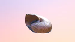 Shell