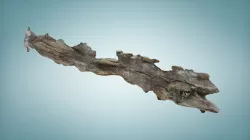Ship's timber from Itchenor, West Sussex