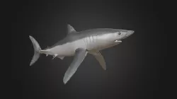 Short-Fin Mako Shark Sculpt