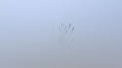 Shrub 76