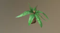 Shrub