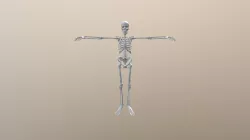 Skeleton
