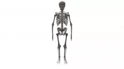 Skeleton