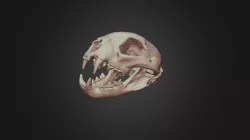 Skull #2
