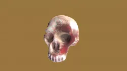 Skull 2020-2021