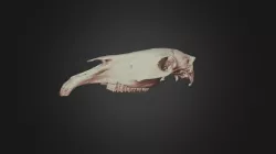 Skull #3