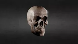 Skull