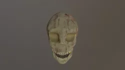 Skull