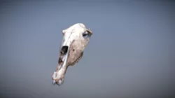 Skull scan