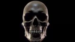 Skull Study - Final