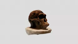 Skull1