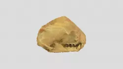 Sloth skull