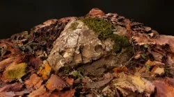 Small rock 1