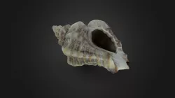Small Seashell - Macro Scan