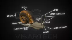 Snail