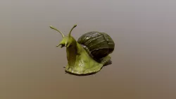 snail