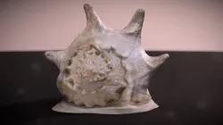 snail shell