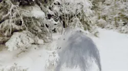 Snow Goat