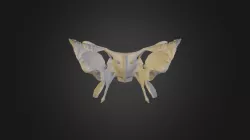 Sphenoid Bone Human Anatomy