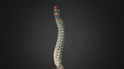 Spine