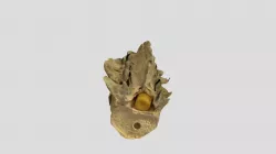 Spine1