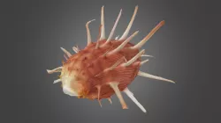 Spondylus regius