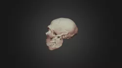 Spy II skull