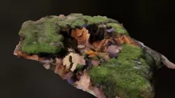 Stump 3