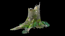 Stump