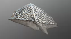 Sturgeon Scute (VCU_3D_4663)